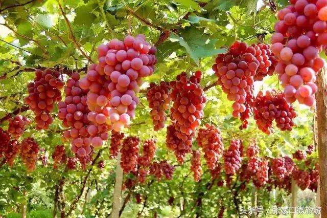 张家口怀来｜这里有山、有水、有沙漠、还有美酒！就问你来不来？