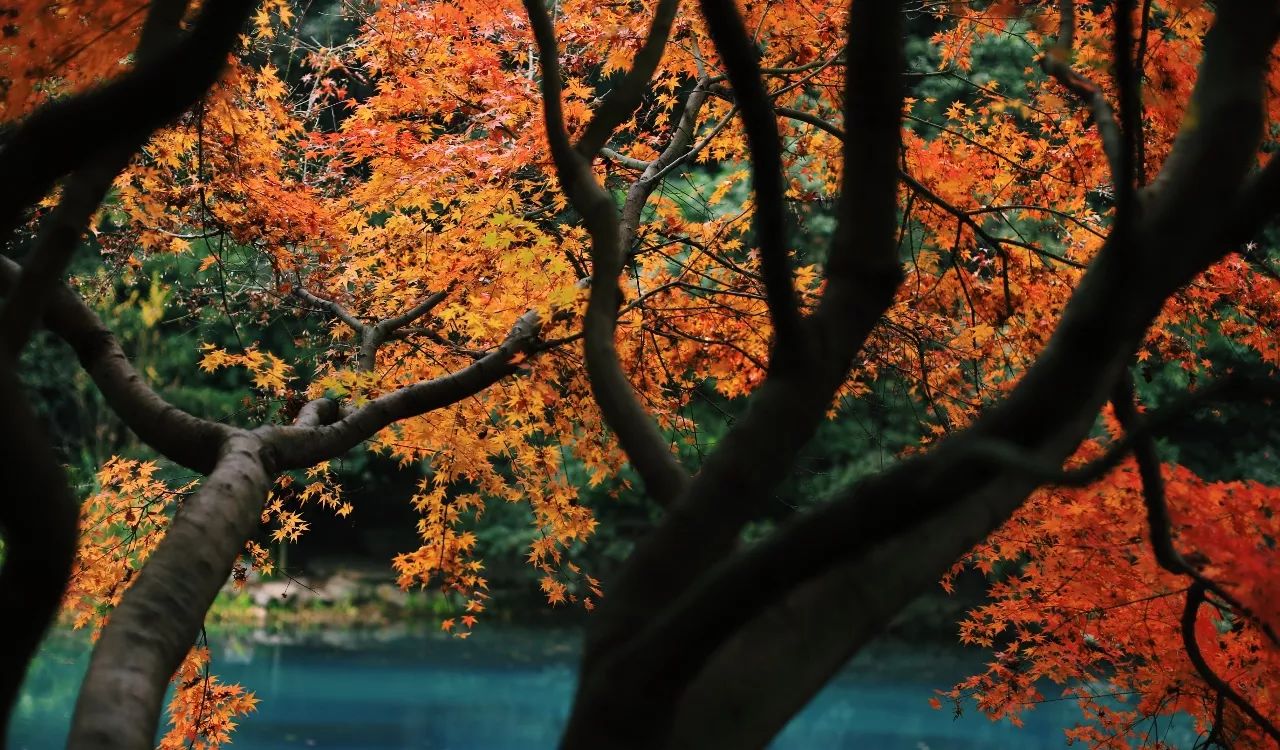 2018年浙江地方景点旅游日历大合集！含杭州，建德，温州，金华！