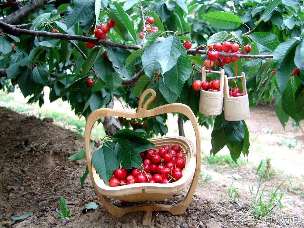 樱桃好吃，树却难种，做到这几点，樱桃长得好好的
