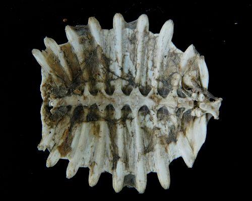 中药材造假猖獗，火眼金睛识别假中药