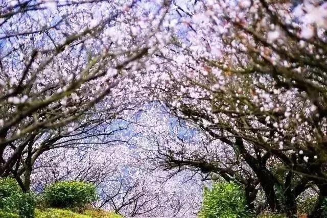 2018年浙江地方景点旅游日历大合集!含杭州,建德,温州,金华!