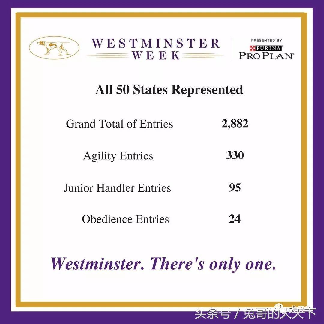 2017年西敏寺犬展时间表,西敏寺犬展北京犬