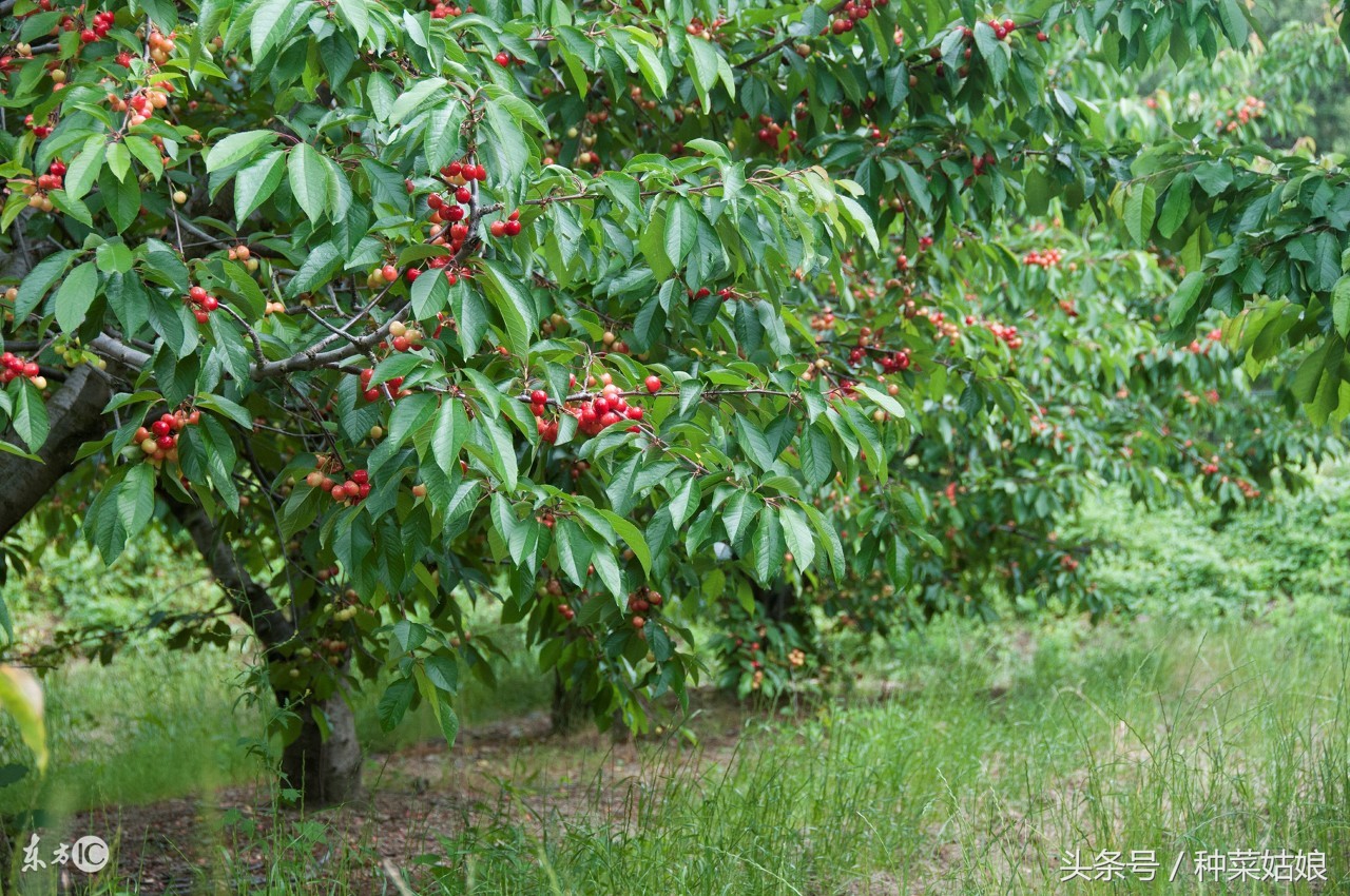 樱桃是怎么种植出来的,人们常说樱桃好吃树难栽