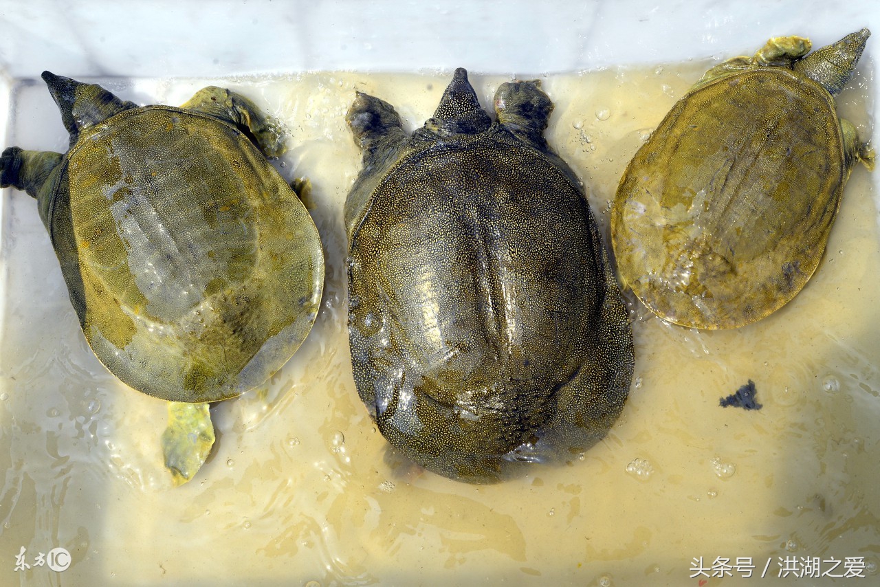 抓甲鱼神器制作方法,钢叉怎么抓甲鱼