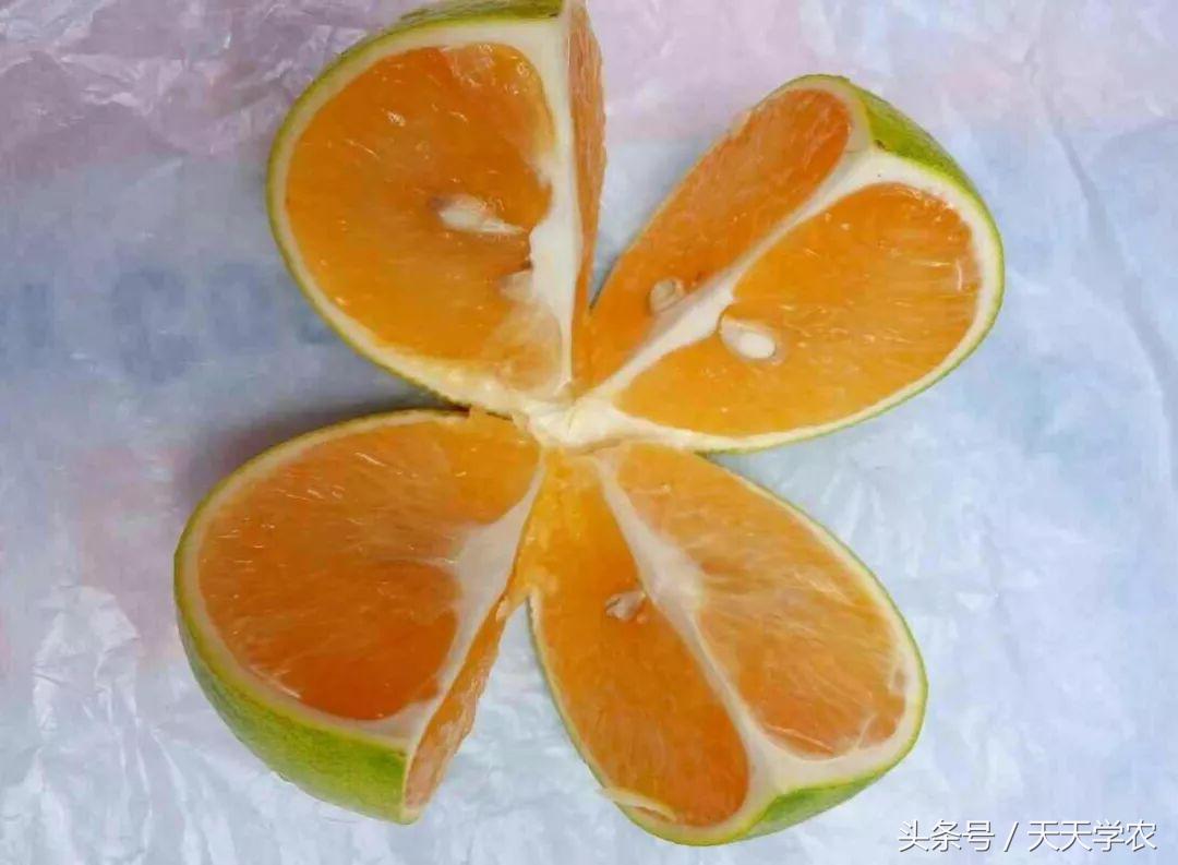 红美人柑橘和沃柑哪个品种更甜,这几年比较火的柑橘品种