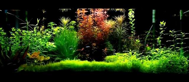 水草缸内怎样防治藻类生长,水草缸的藻类需要处理吗