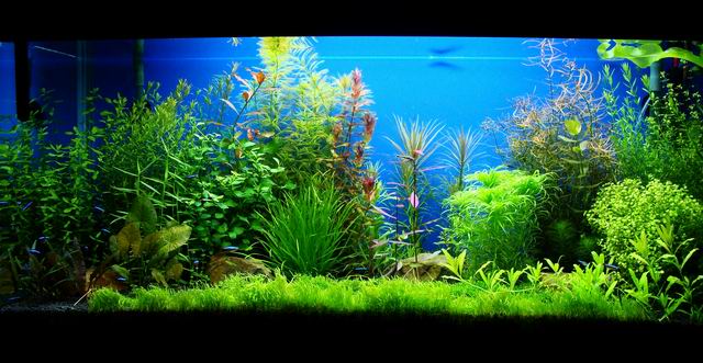 水草缸内怎样防治藻类生长,水草缸的藻类需要处理吗