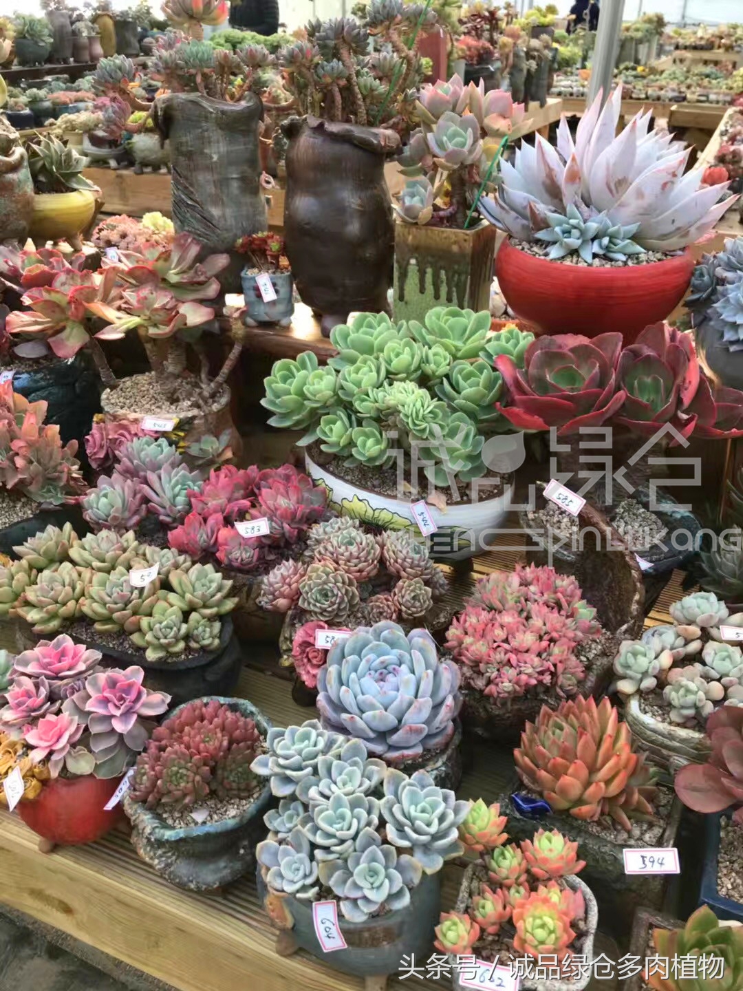 满足你对的所有幻想,满足你对生活所有的想象