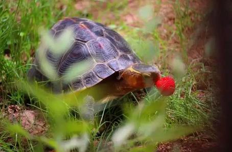 黄缘龟喜欢你的表现,喜欢黄缘龟