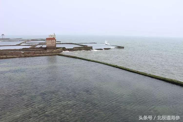 大连淡干海参多少一斤,九年淡干海参一斤有几头
