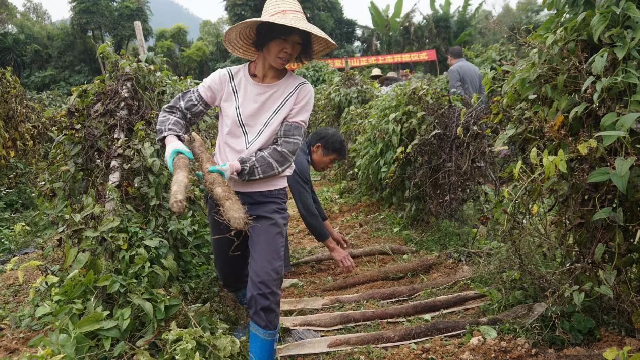 签下半亿大单！香港人买下1000吨肇庆这种食物！