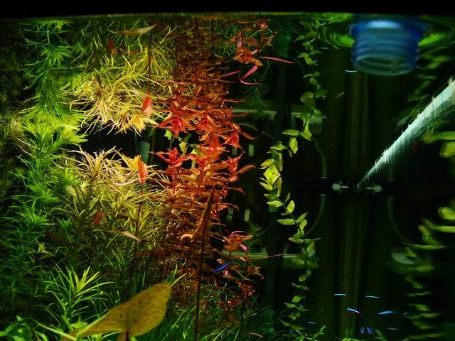 水草缸内怎样防治藻类生长,水草缸的藻类需要处理吗