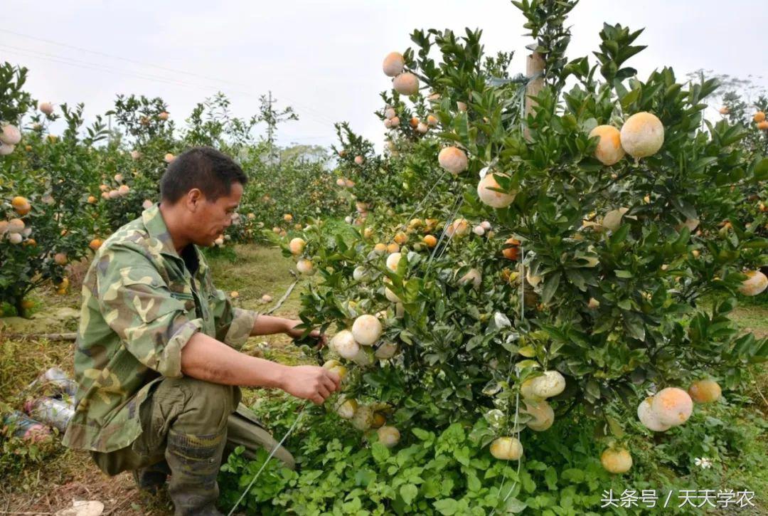 红美人柑橘和沃柑哪个品种更甜,这几年比较火的柑橘品种