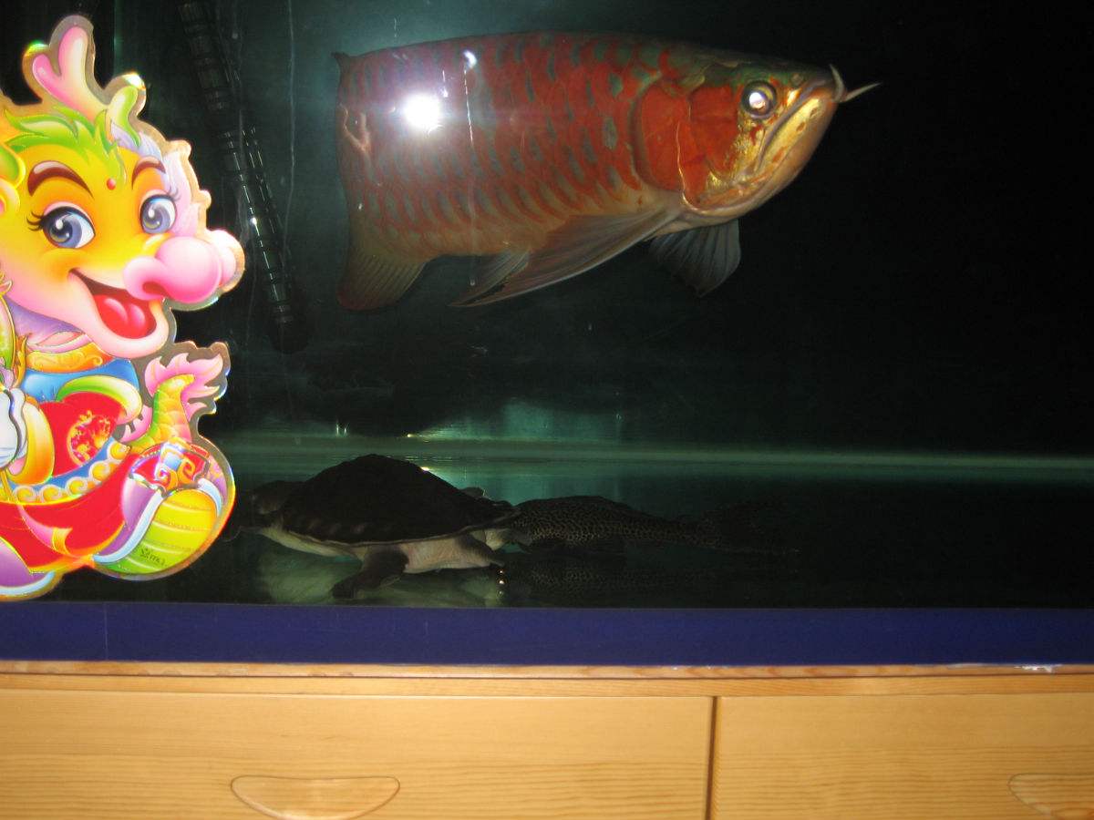 怎样让龙鱼保持良好体型,宠物龙护理