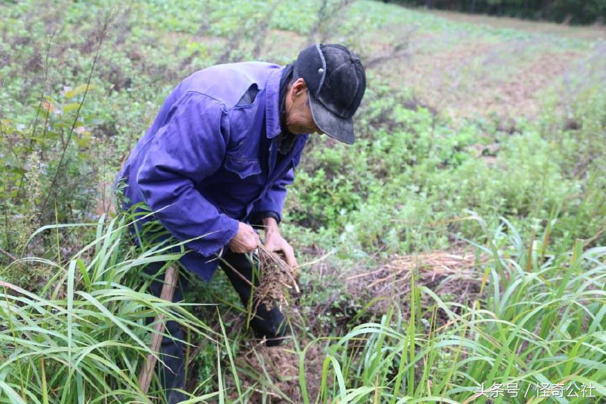 茅草根熬水能治感冒,茅草根煮水治感冒