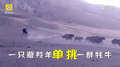 青海最惹眼的“尕网红”!“单挑哥”“白娘子”“老哇爷”