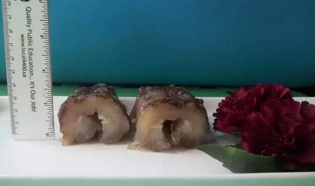 海参也有很多种,全世界所有可以吃的海参