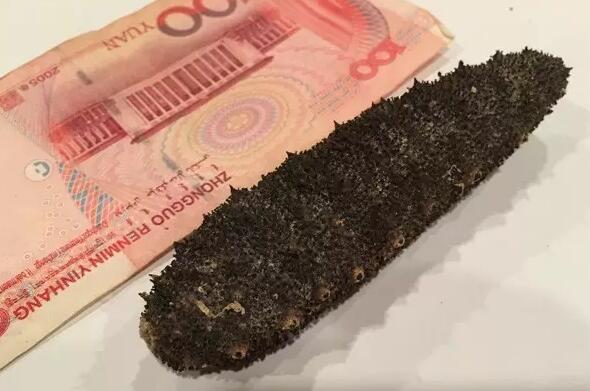 带您了解世界海参,你知道全球有多少种鲨鱼吗