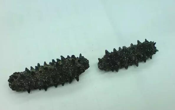 海参也有很多种,全世界所有可以吃的海参