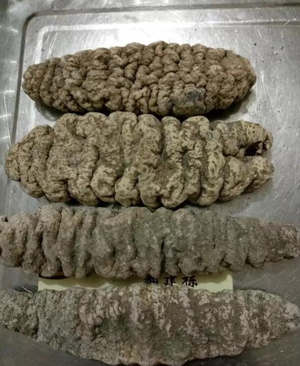 带您了解世界海参,你知道全球有多少种鲨鱼吗