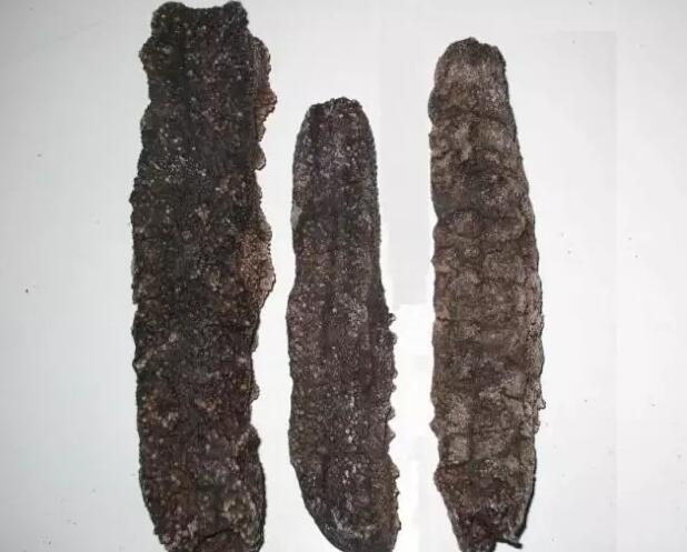 带您了解世界海参,你知道全球有多少种鲨鱼吗