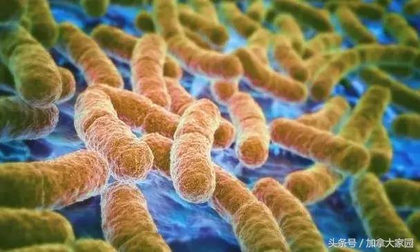 紧急！E.coli0157:H7杀到，最近美国，加拿大的生菜都别吃了！