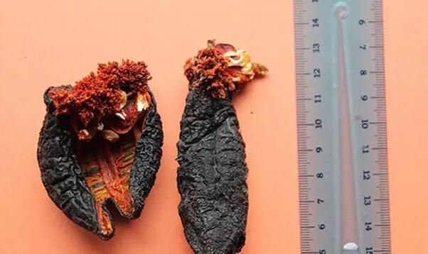 带您了解世界海参,你知道全球有多少种鲨鱼吗