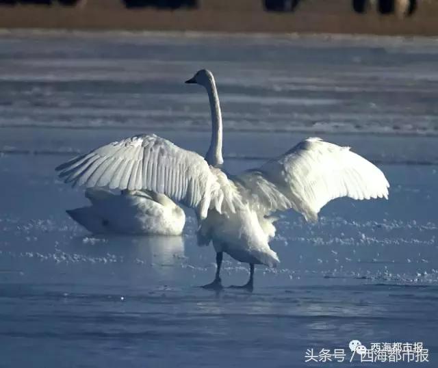 青海最惹眼的“尕网红”!“单挑哥”“白娘子”“老哇爷”