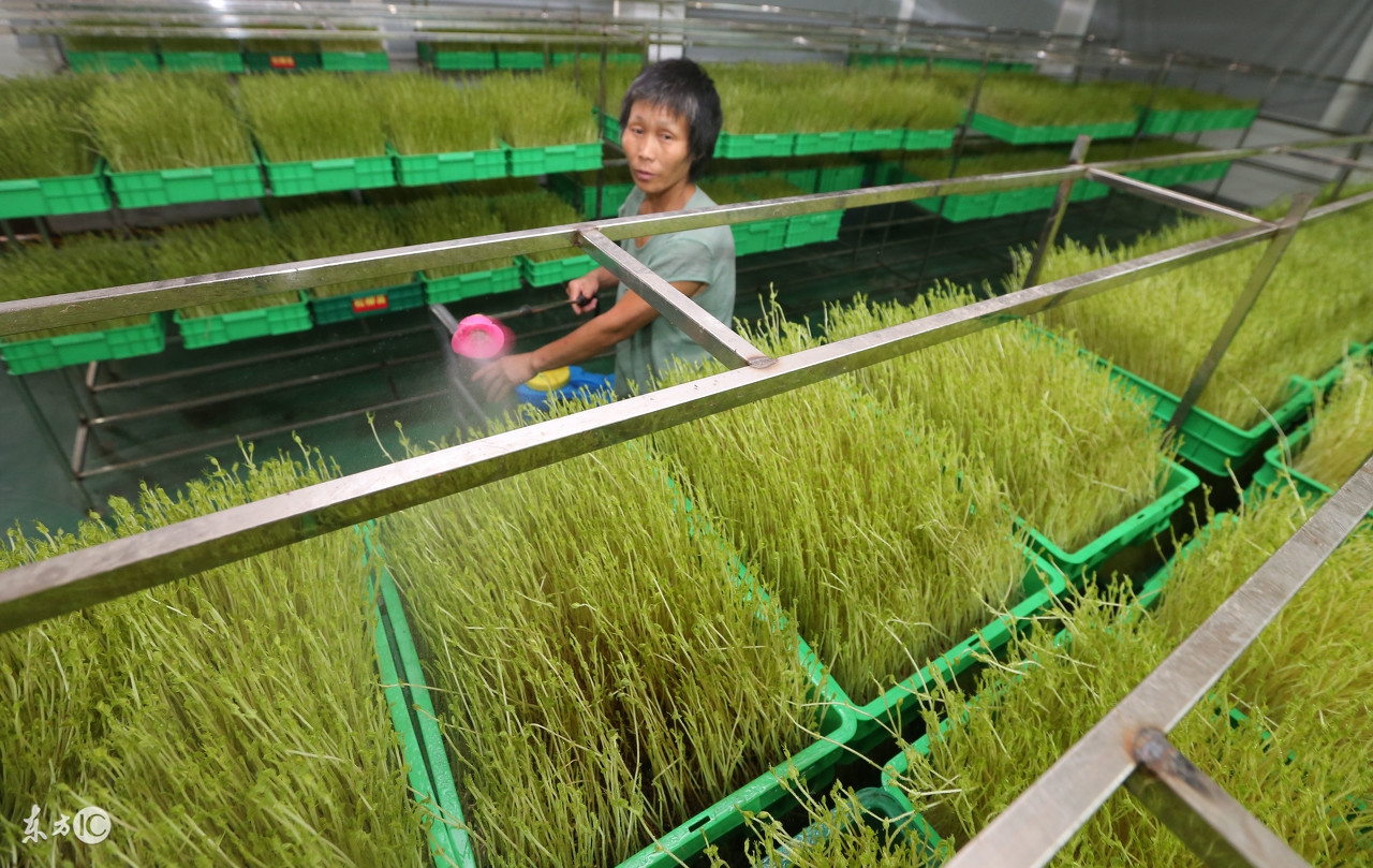 芽苗类蔬菜多数属于什么蔬菜,芽苗菜是什么菜种