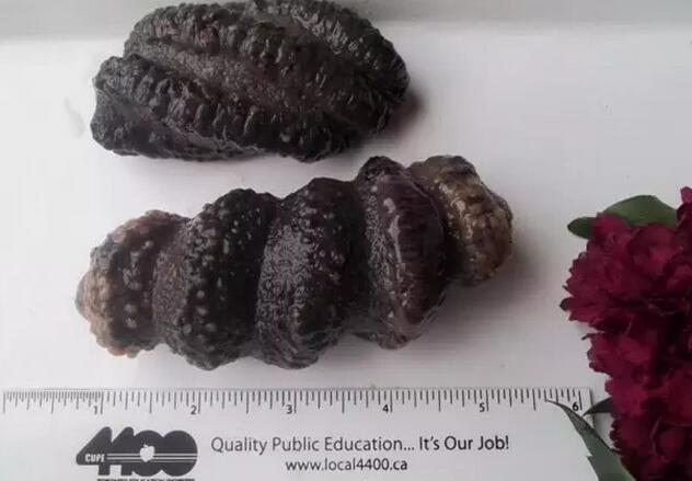 带您了解世界海参,你知道全球有多少种鲨鱼吗