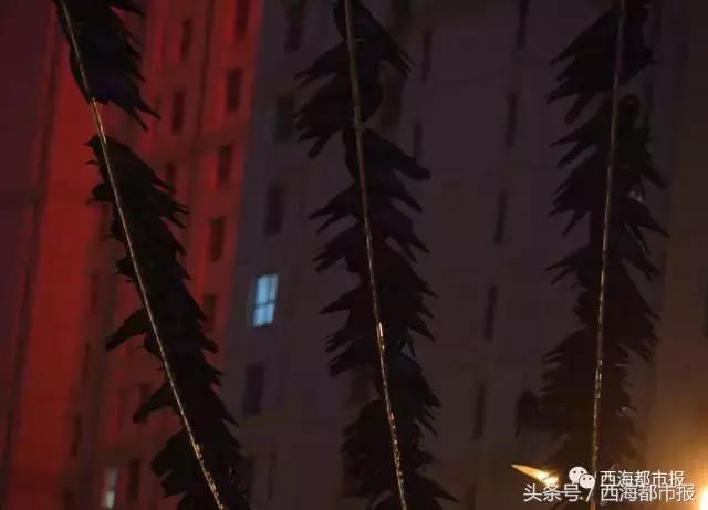 青海最惹眼的“尕网红”!“单挑哥”“白娘子”“老哇爷”