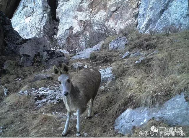 青海最惹眼的“尕网红”!“单挑哥”“白娘子”“老哇爷”