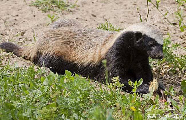 平头哥到底怎么样了,平头哥为什么那么出名