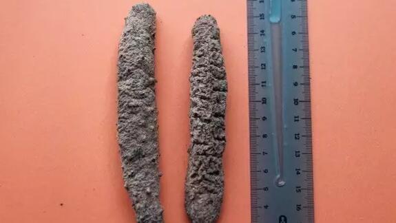 带您了解世界海参,你知道全球有多少种鲨鱼吗