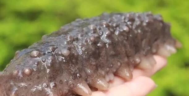 海参有上千种都是一样的吗,全世界海参有多少品种