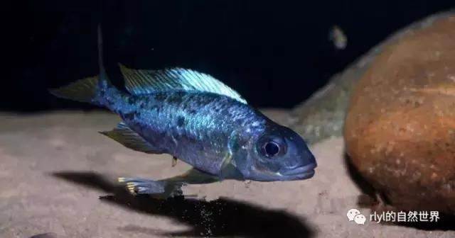 「鱼标本戏说非洲慈鲷」第一章：羽鳍类永恒的经典——蓝提