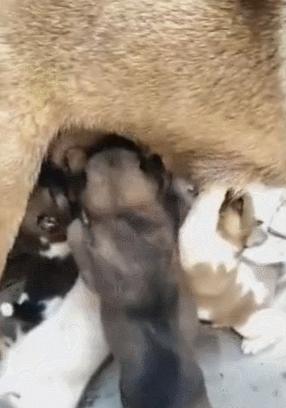 小猪喝奶混入只小狗狗,小狗混进猪群抢奶喝