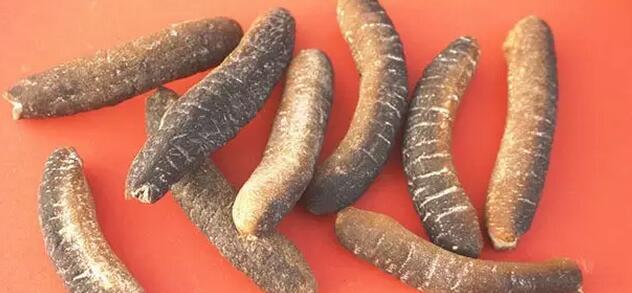 带您了解世界海参,你知道全球有多少种鲨鱼吗