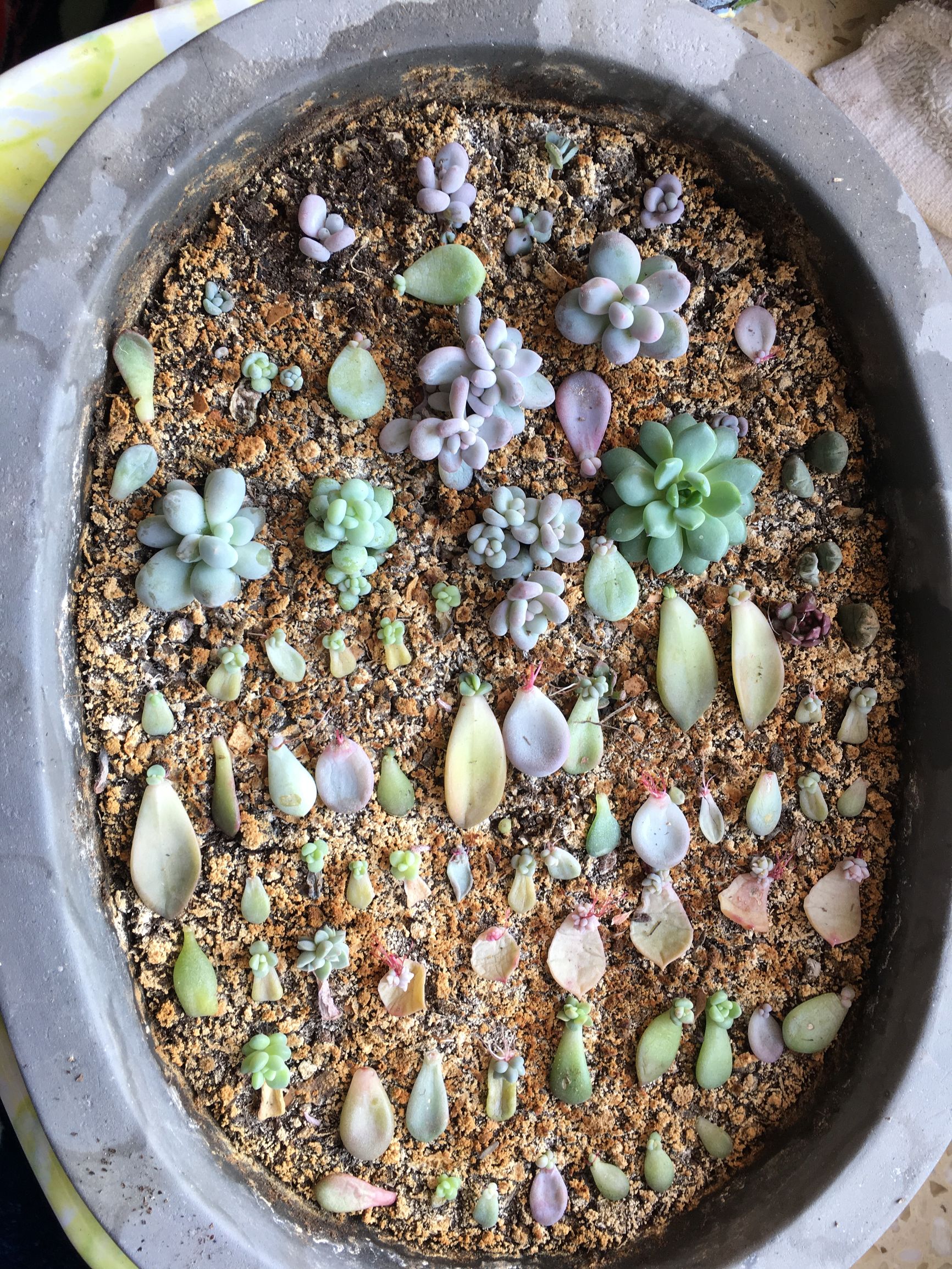 多肉植物麦秆叶插,多肉植物叶片分株