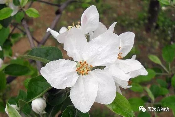 国光苹果是青苹果吗,国光苹果是引进日本品种吗