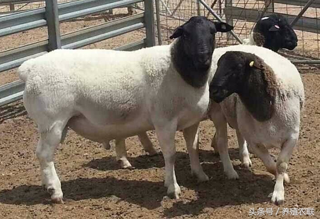 肉羊早期断尾的四大好处和三大方法