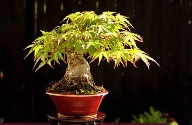 大师是怎样炼成的二胡独奏,真正的大师是怎么练成的