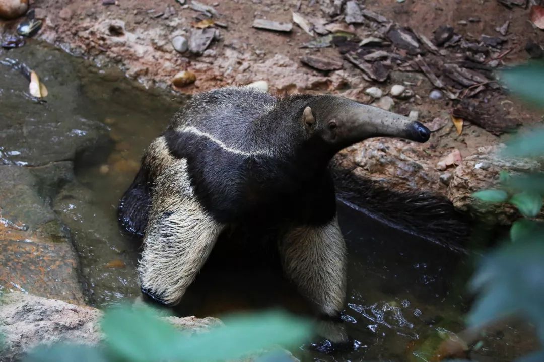 广州长隆野生动物园亲子跟拍,爸爸去哪儿广州长隆野生动物园