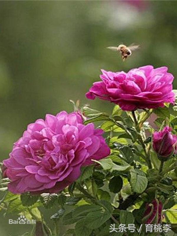 蔷薇玫瑰月季一年开几次花,怎么区分月季蔷薇和玫瑰