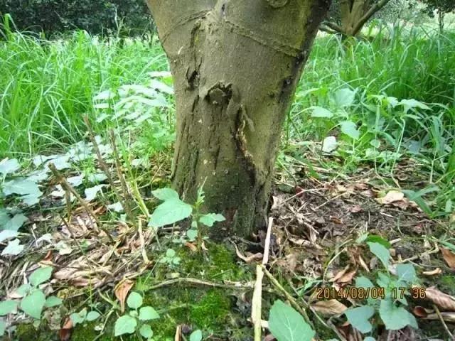 柑橘常见病害及防治方法,铜氨合剂能防治柑橘病害么