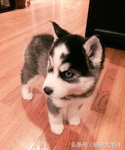 哈士奇头顶三把火传说,哈士奇头顶三把火混一起的不纯吗