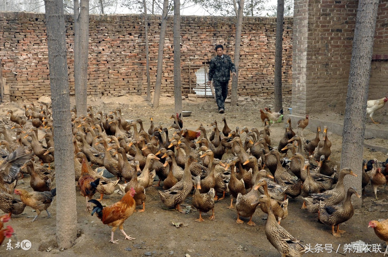 冬天散养蛋鸭高产方法,养蛋鸭大棚最简单便宜的方法