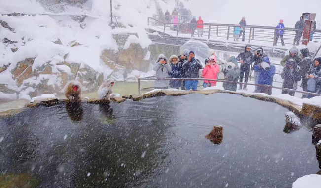 为了赚钱,用猴子泡温泉赚眼球!网友说:太心疼了,看不下去了