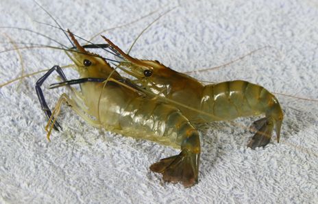 黄喉龟养殖方法和注意事项,黄喉小青龟饲养