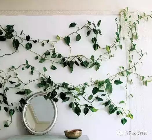 绿萝能用绳子捆上吗,绿萝扎根绳子的方法